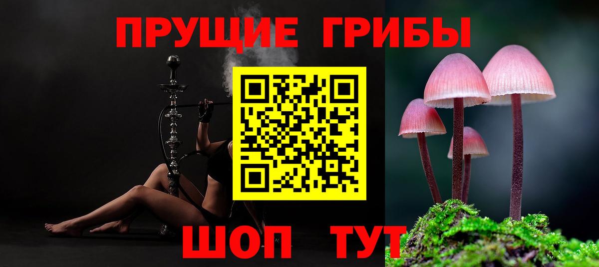 Псилоцибиновые грибы Psilocybe Шарыпово